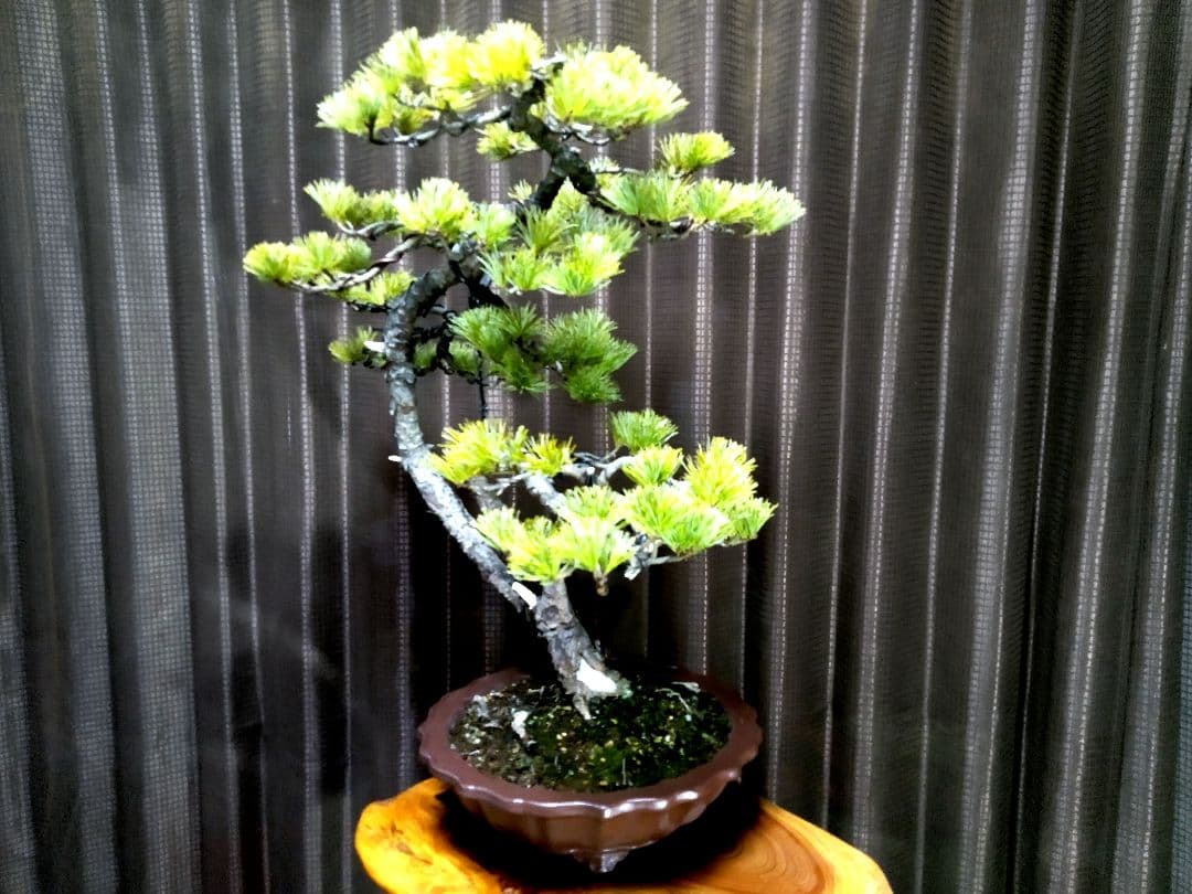 【樹高57㎝ 五葉松盆栽】　　　　⭕展示会用…(11枚目)❗
