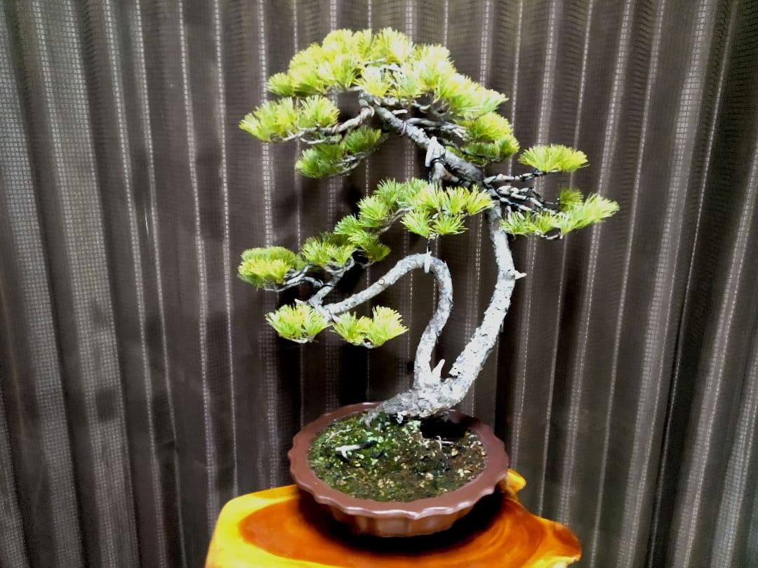 【樹高57㎝ 五葉松盆栽】　　　　⭕展示会用…(11枚目)❗