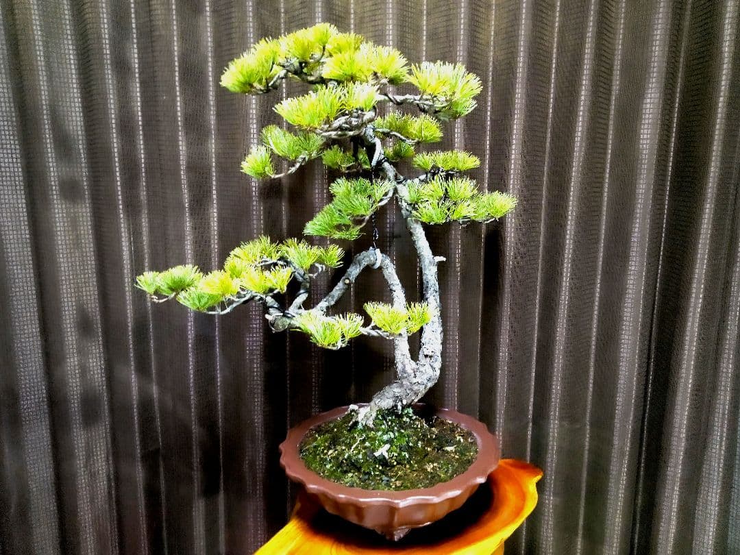 【樹高57㎝ 五葉松盆栽】　　　　⭕展示会用…(11枚目)❗