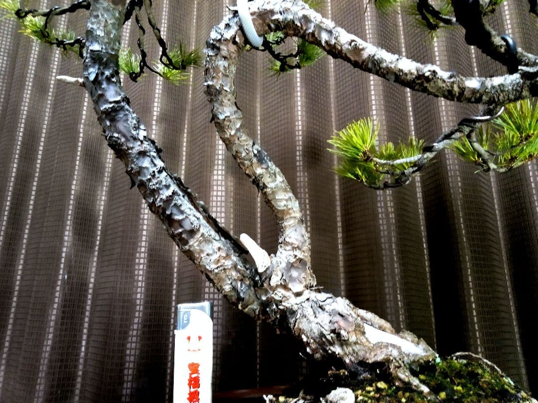 【樹高57㎝ 五葉松盆栽】　　　　⭕展示会用…(11枚目)❗