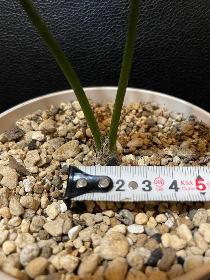 エンセファラルトス ホリダス 【南アフリカ産】