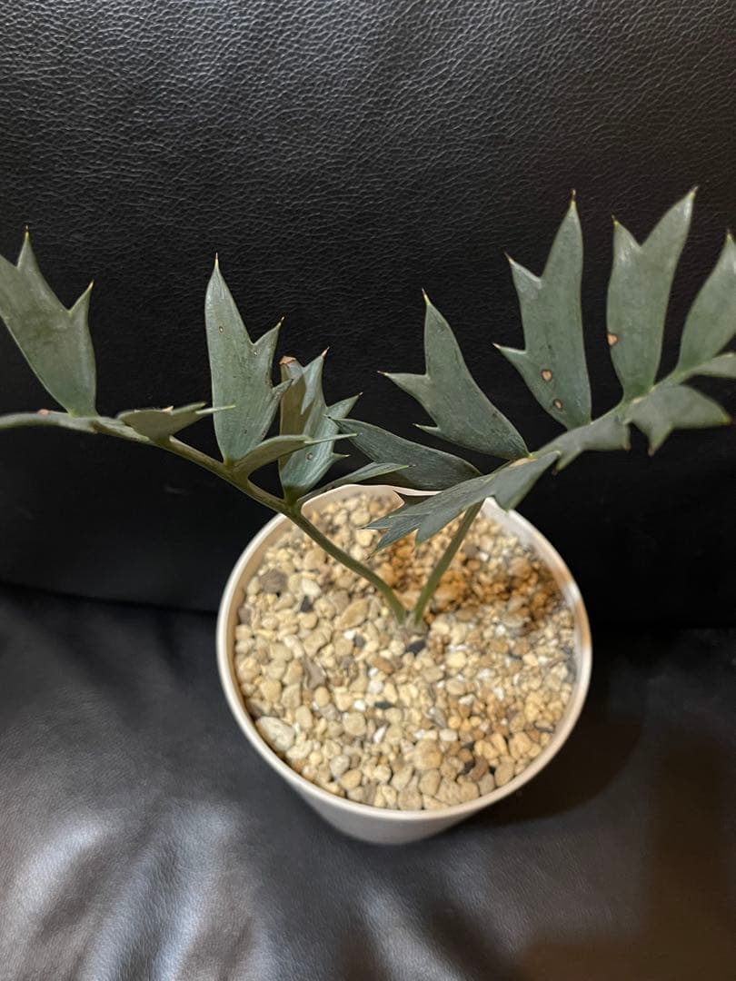 エンセファラルトス ホリダス 【南アフリカ産】