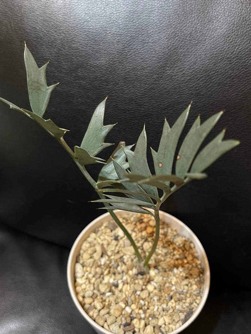 エンセファラルトス ホリダス 【南アフリカ産】