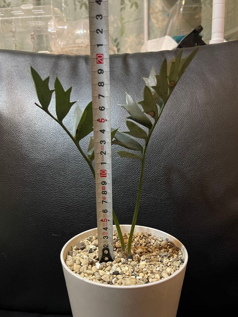 エンセファラルトス ホリダス 【南アフリカ産】