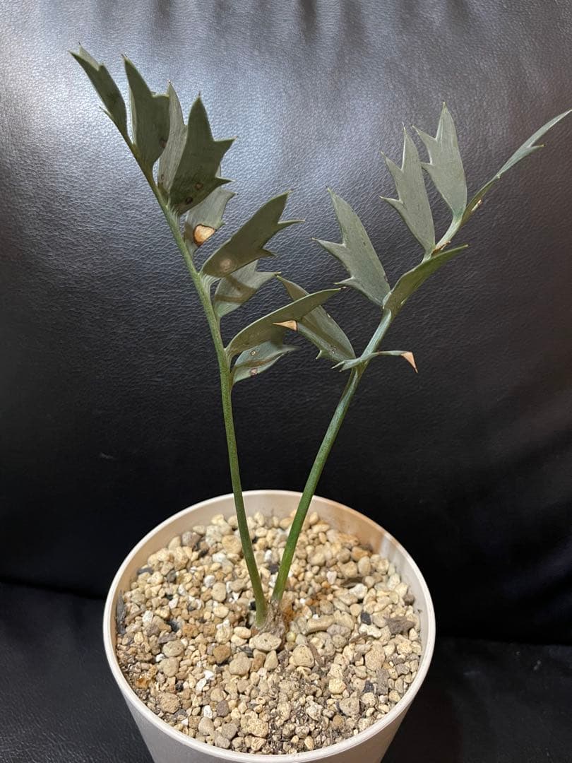 エンセファラルトス ホリダス 【南アフリカ産】