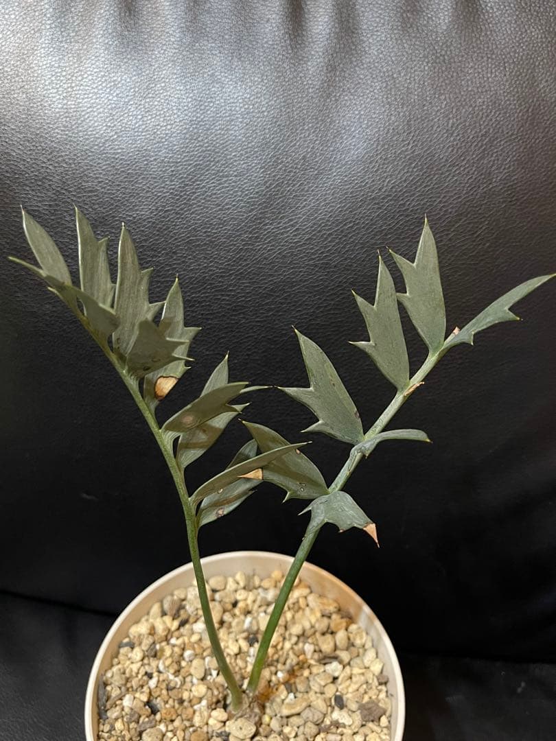 エンセファラルトス ホリダス 【南アフリカ産】