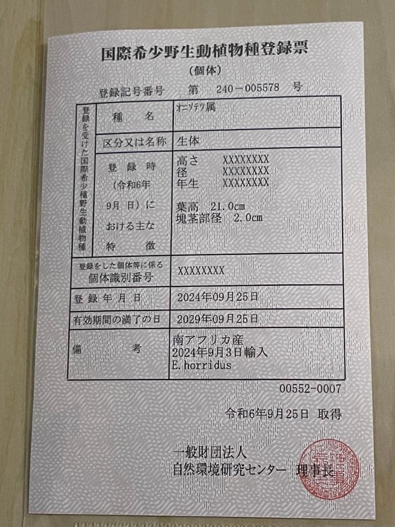 エンセファラルトス ホリダス 【南アフリカ産】