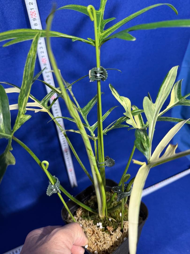 902 斑入P.(polypodioides x Florida Beauty)