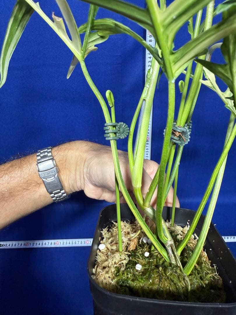 902 斑入P.(polypodioides x Florida Beauty)