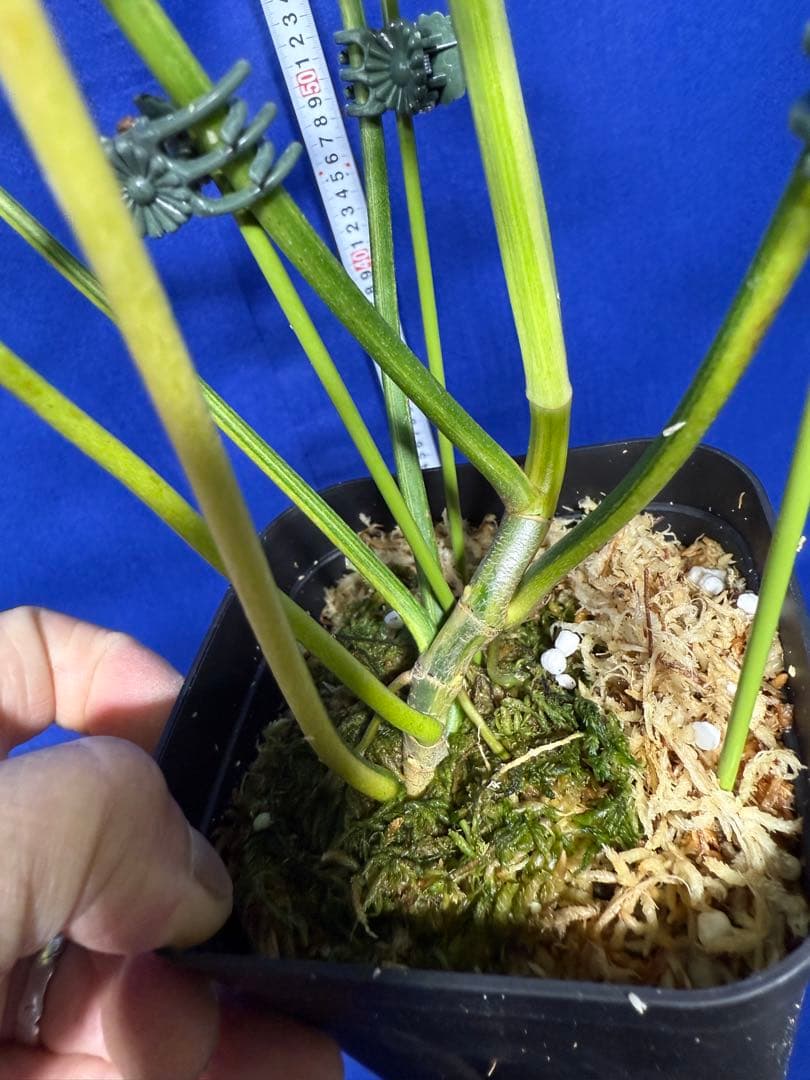 902 斑入P.(polypodioides x Florida Beauty)