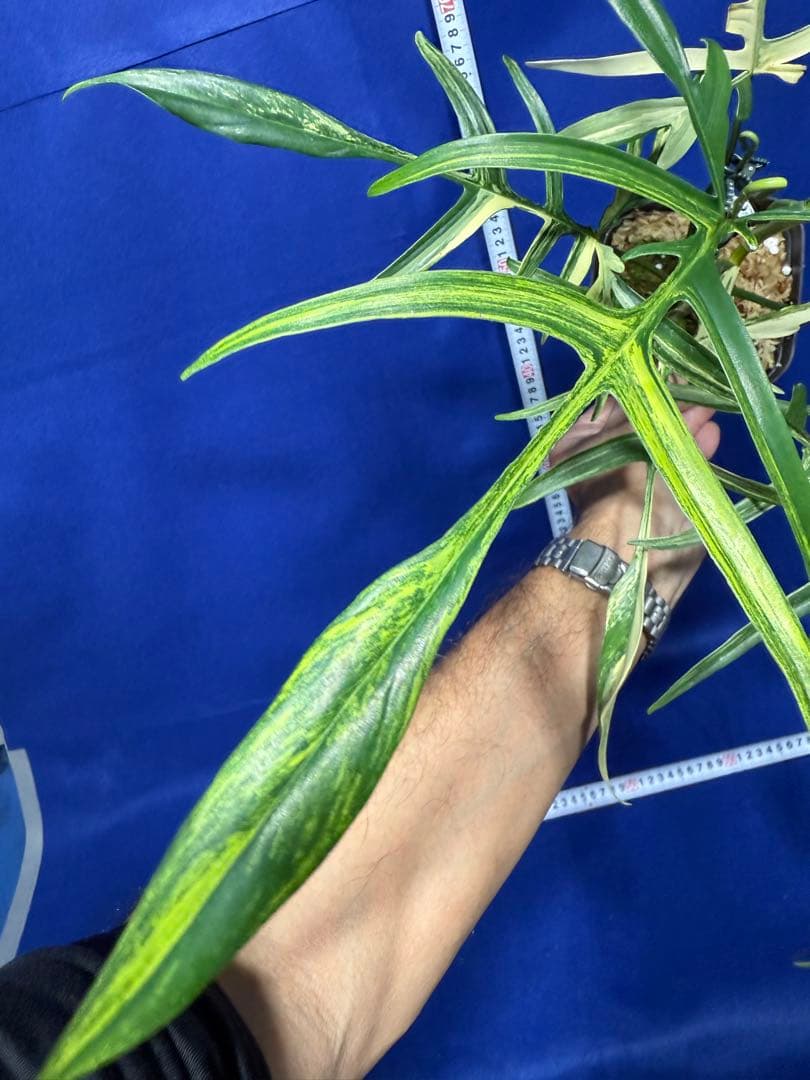 902 斑入P.(polypodioides x Florida Beauty)