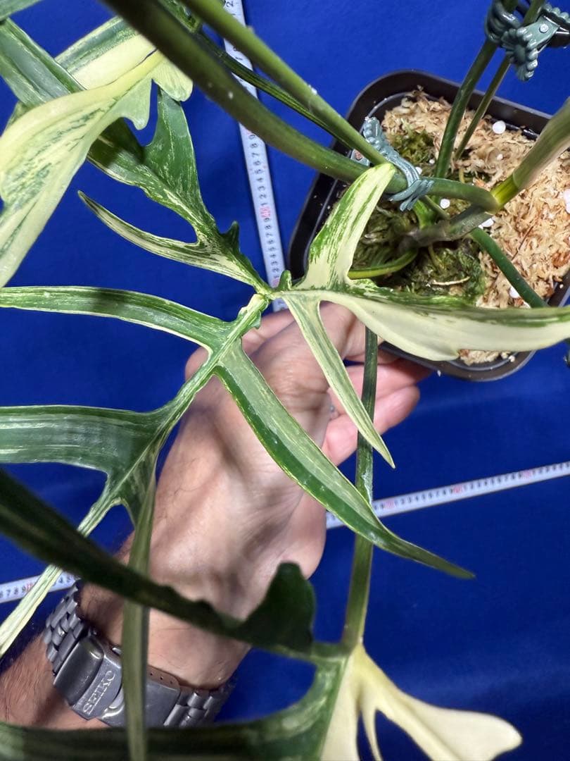 902 斑入P.(polypodioides x Florida Beauty)