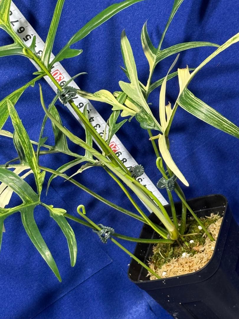 902 斑入P.(polypodioides x Florida Beauty)