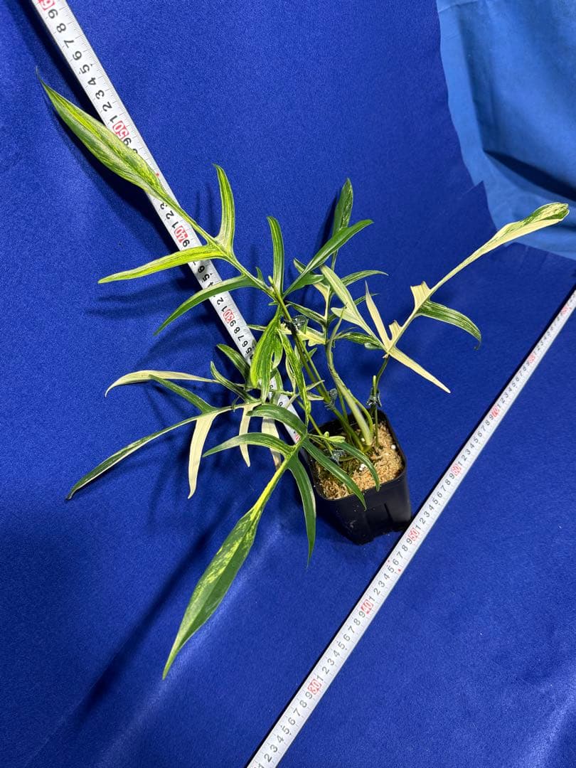 902 斑入P.(polypodioides x Florida Beauty)