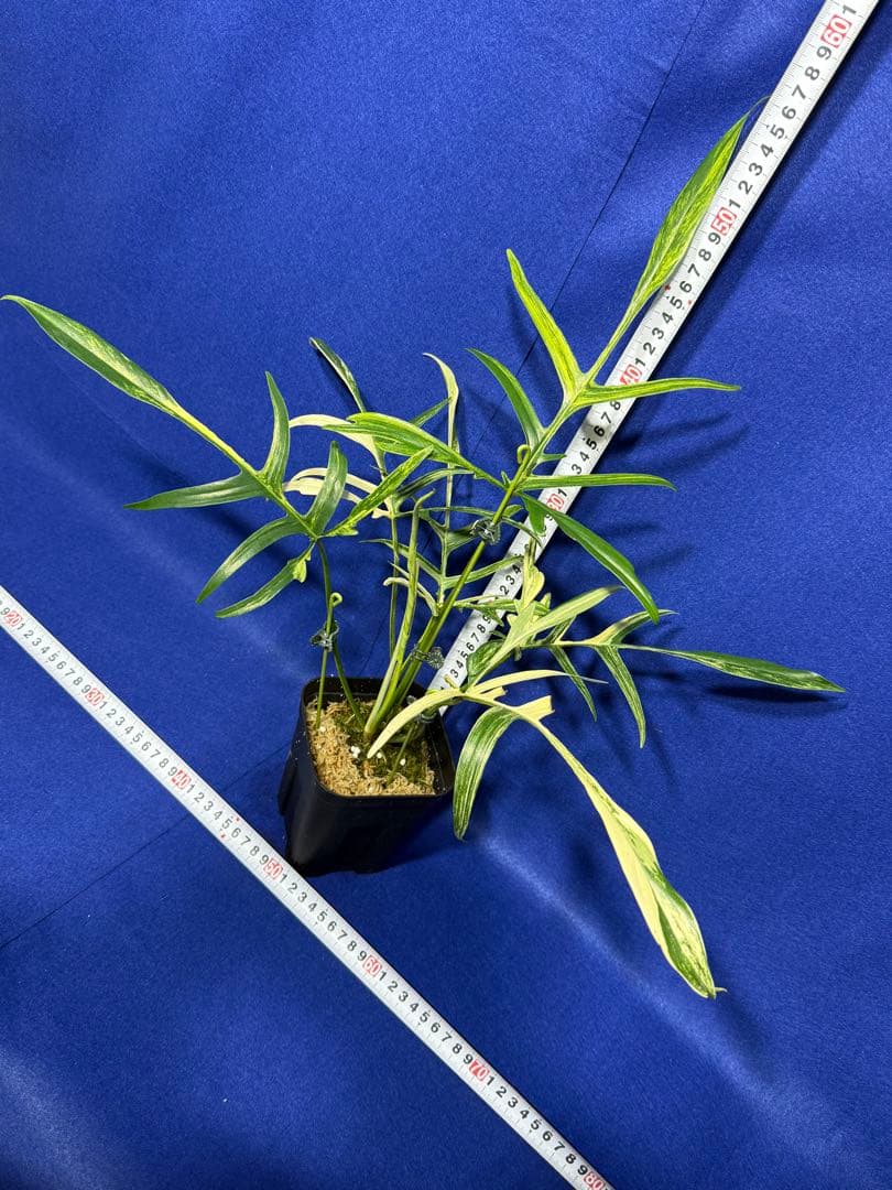 902 斑入P.(polypodioides x Florida Beauty)