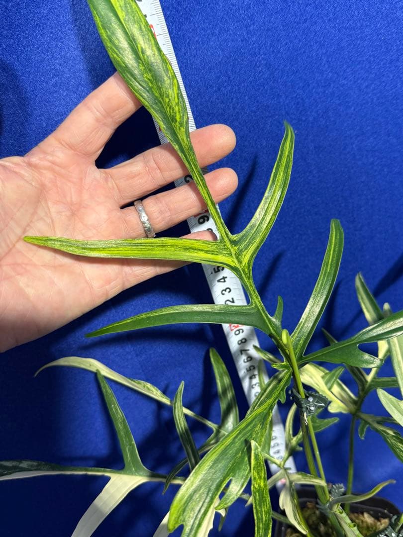 902 斑入P.(polypodioides x Florida Beauty)