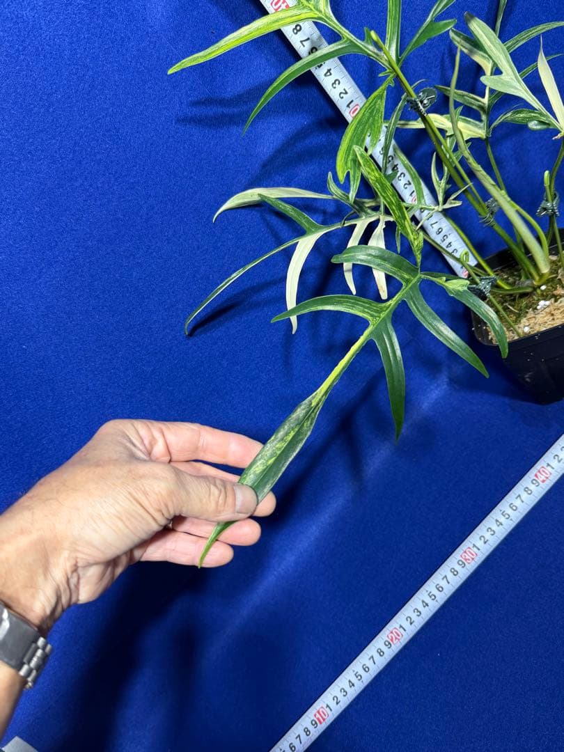 902 斑入P.(polypodioides x Florida Beauty)