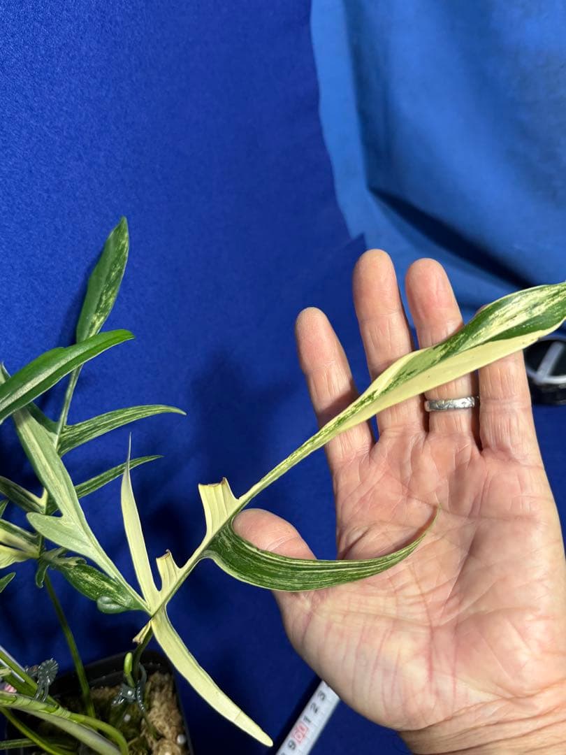 902 斑入P.(polypodioides x Florida Beauty)