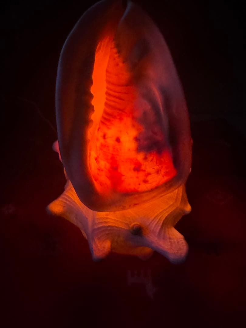 貝殻　本物　ライト入り