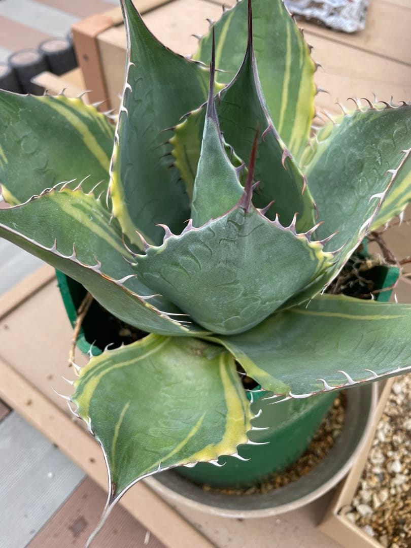 値下げ‼️アガベ　特大株　パラサナ錦　ファイヤーボール