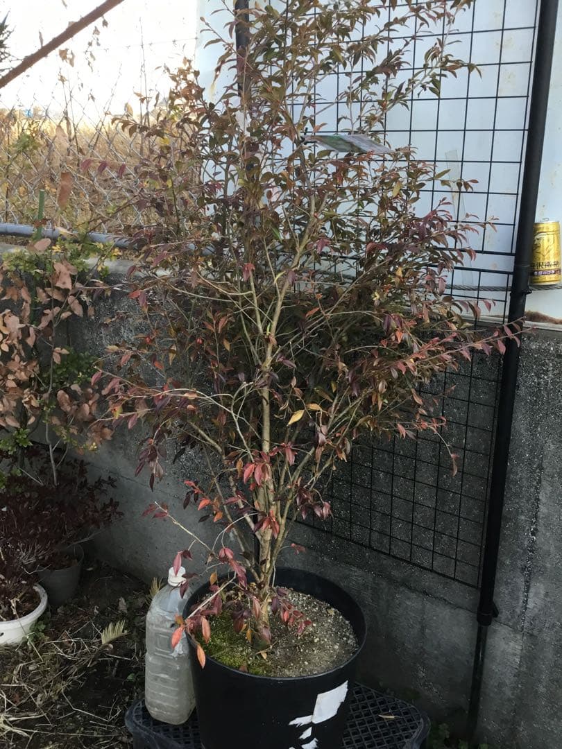 カメリアエリナ　１10センチ