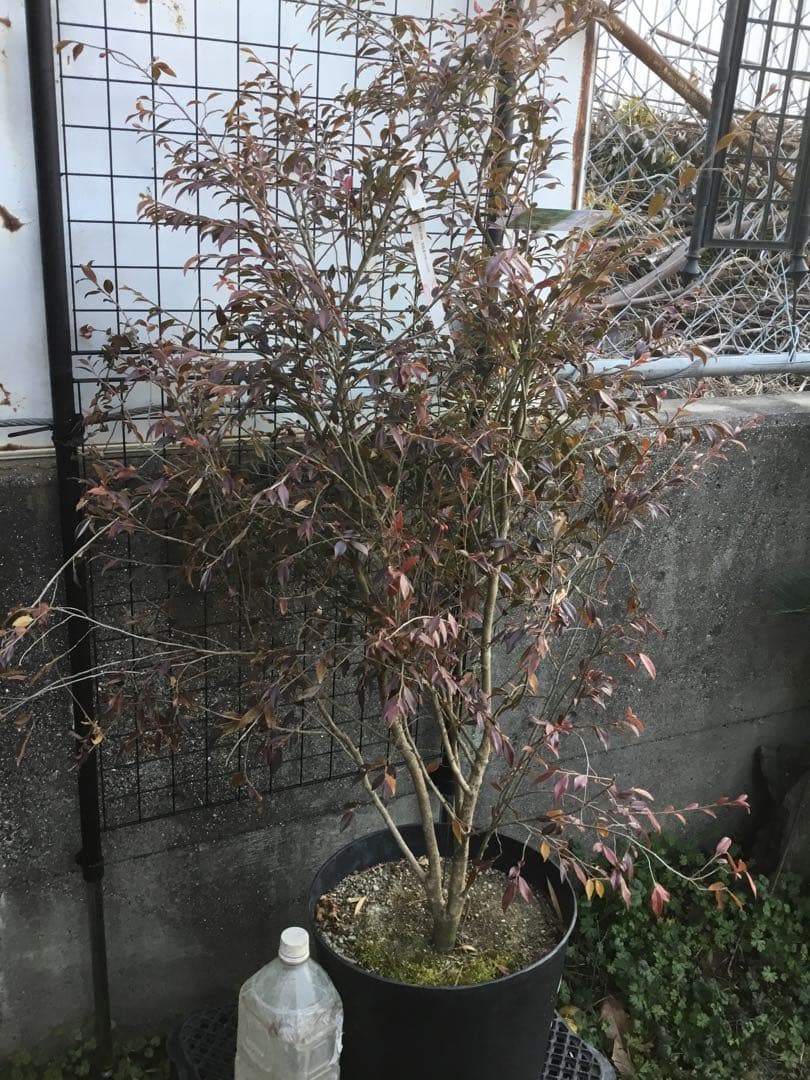 カメリアエリナ　１10センチ