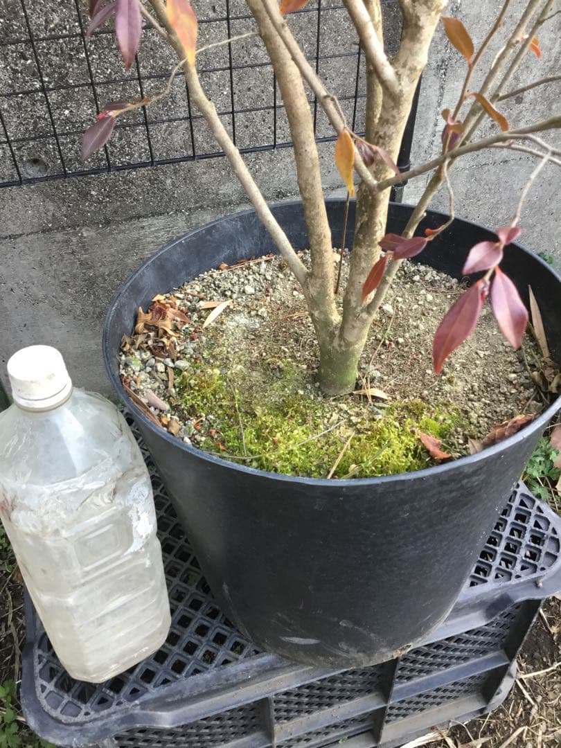 カメリアエリナ　１10センチ