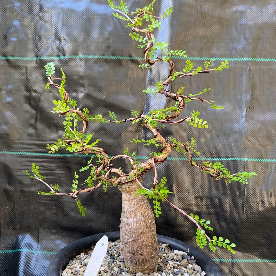 オペルクリカリア ボレアリス - メルカリ