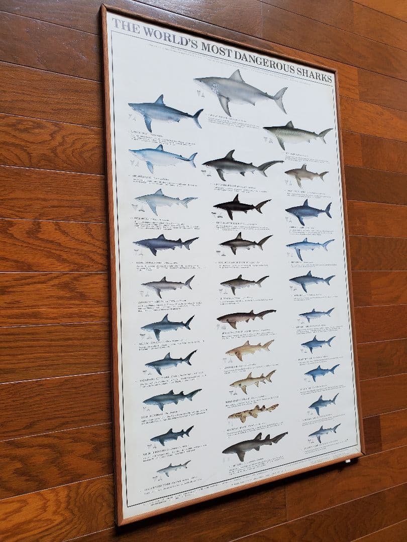 ★レア★THE WORLD MOST DANGEROUS SHARKS ポスター
