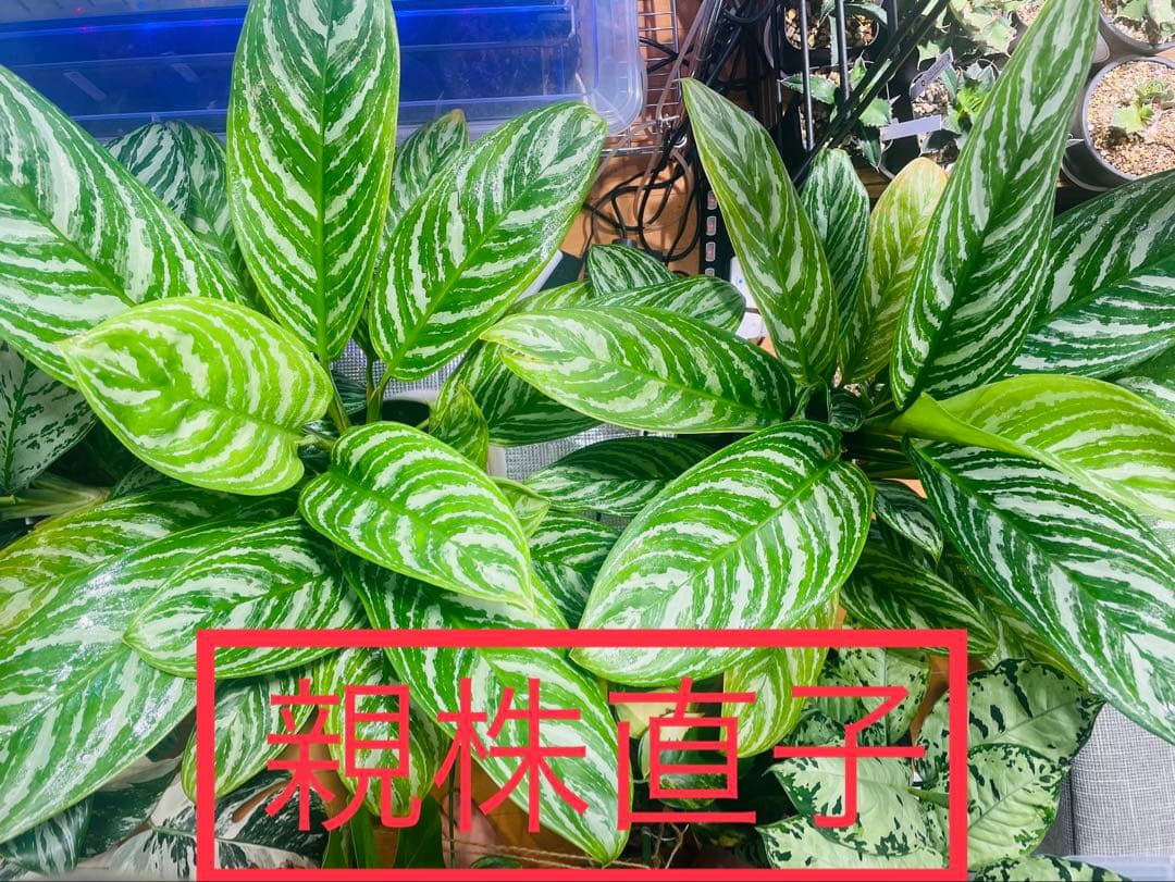 本物】アグラオネマ カーティシー C株（管理番号）