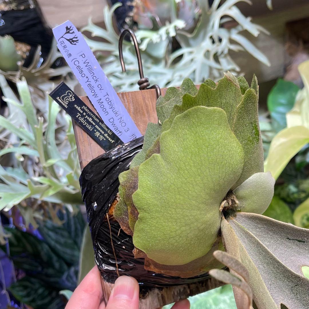 willinckii celso × yellow moon dwarf 飛雪