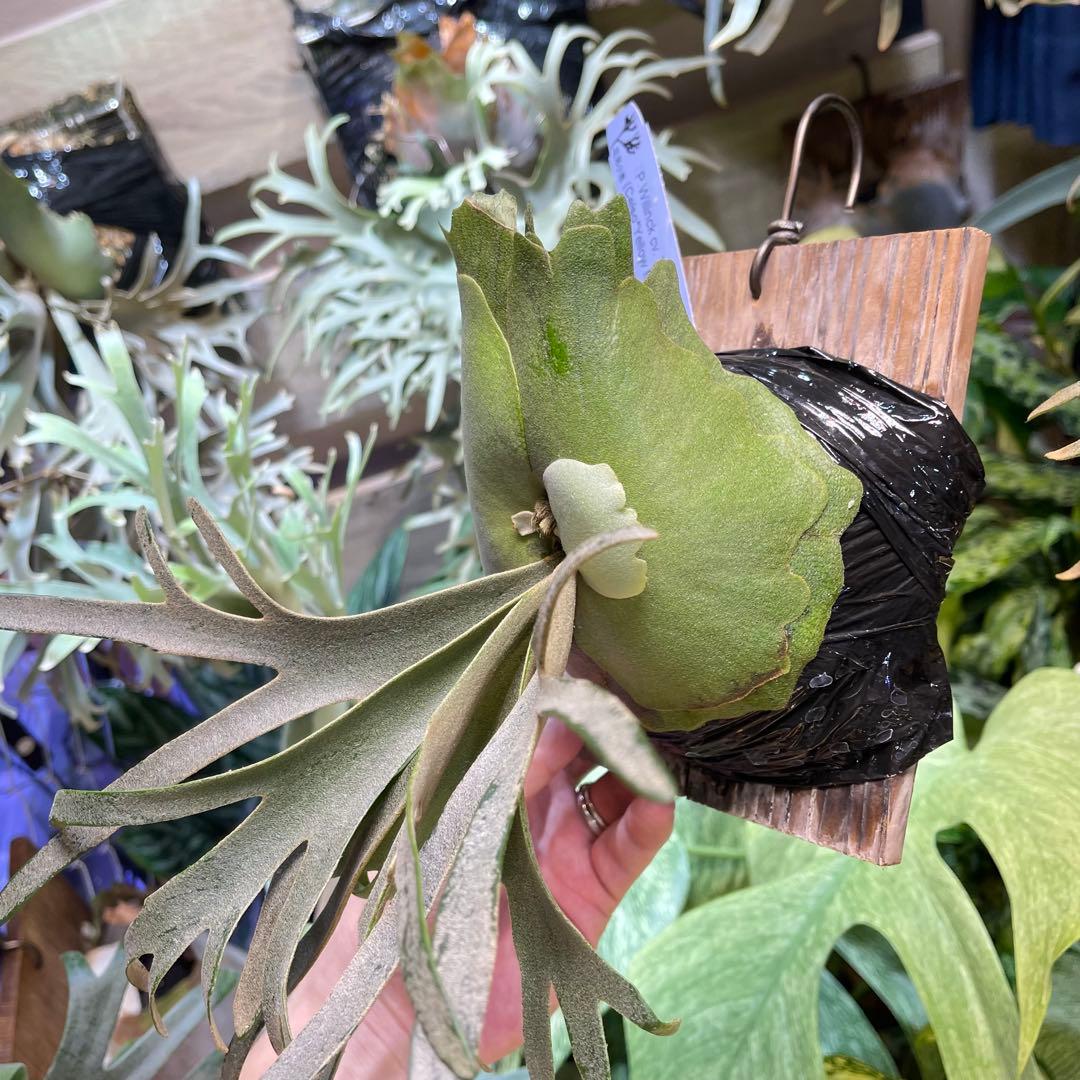 willinckii celso × yellow moon dwarf 飛雪