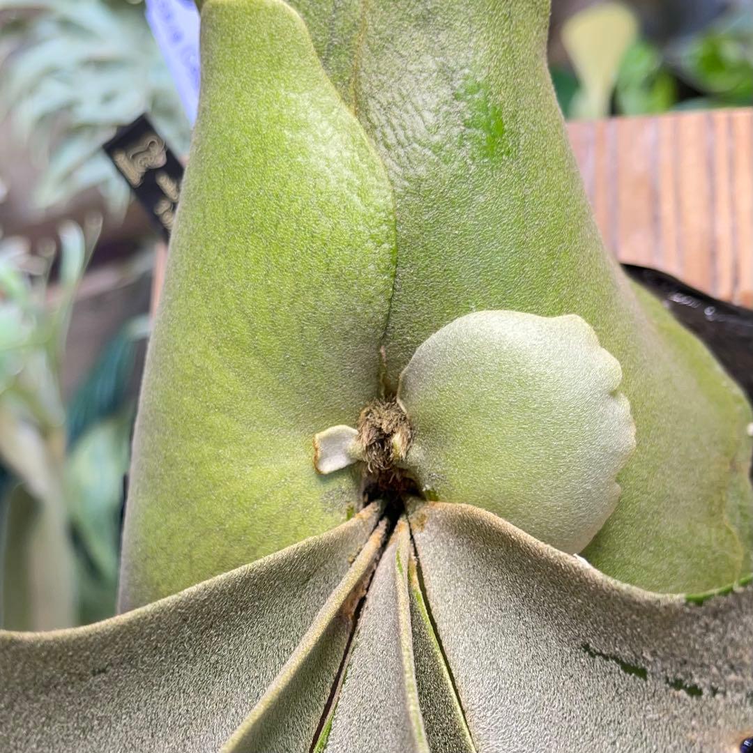 willinckii celso × yellow moon dwarf 飛雪