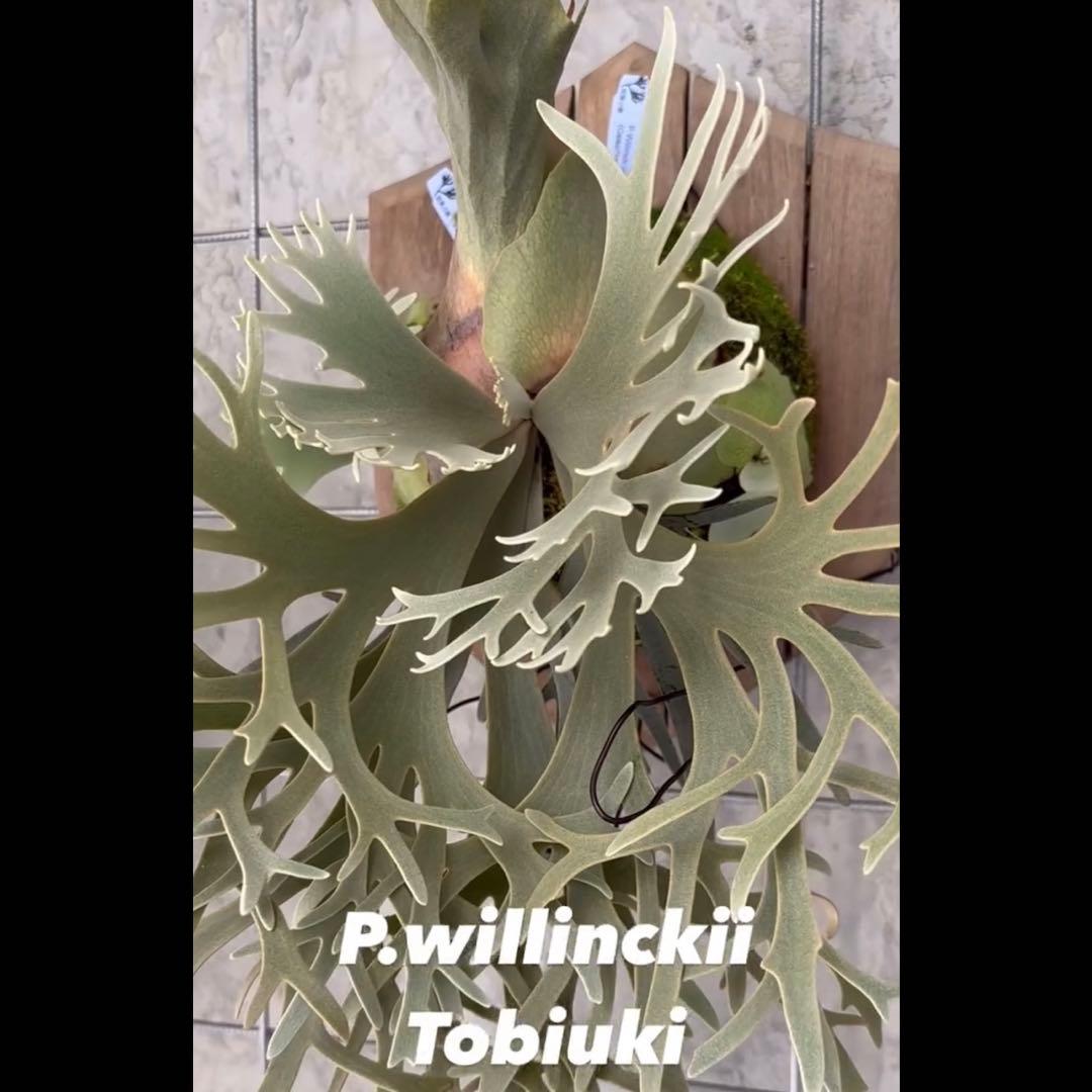 willinckii celso × yellow moon dwarf 飛雪