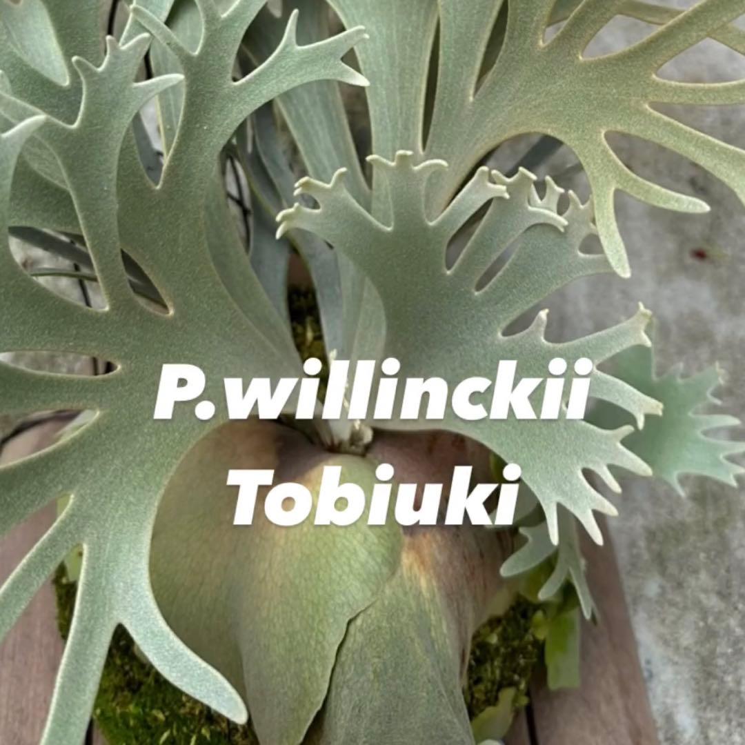 willinckii celso × yellow moon dwarf 飛雪