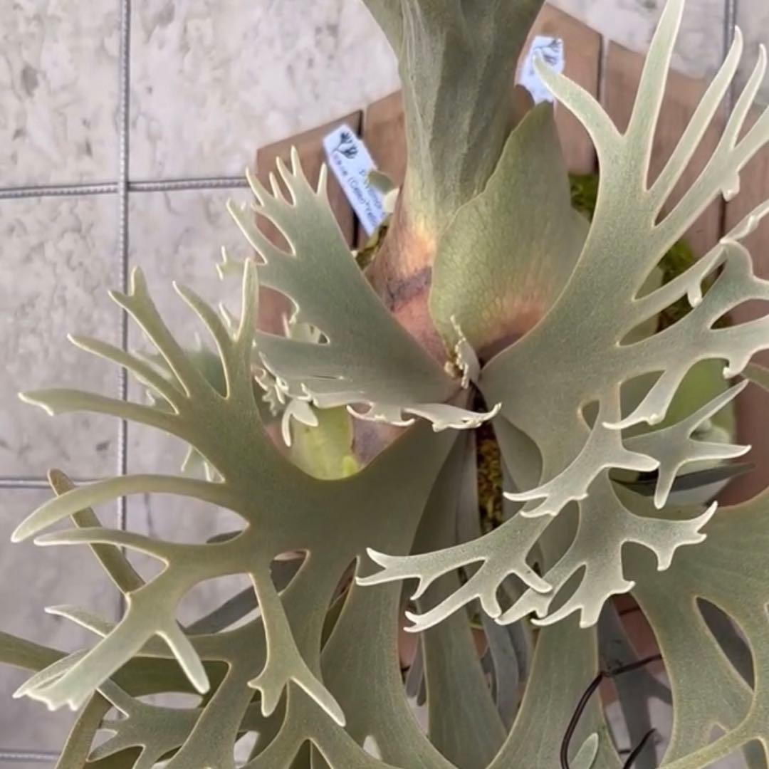 willinckii celso × yellow moon dwarf 飛雪