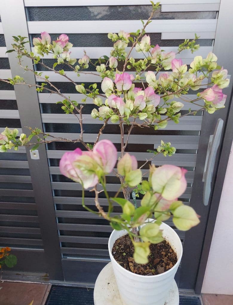 ブーゲンビリア No95 らくらくメルカリ便発送‼️ - メルカリ