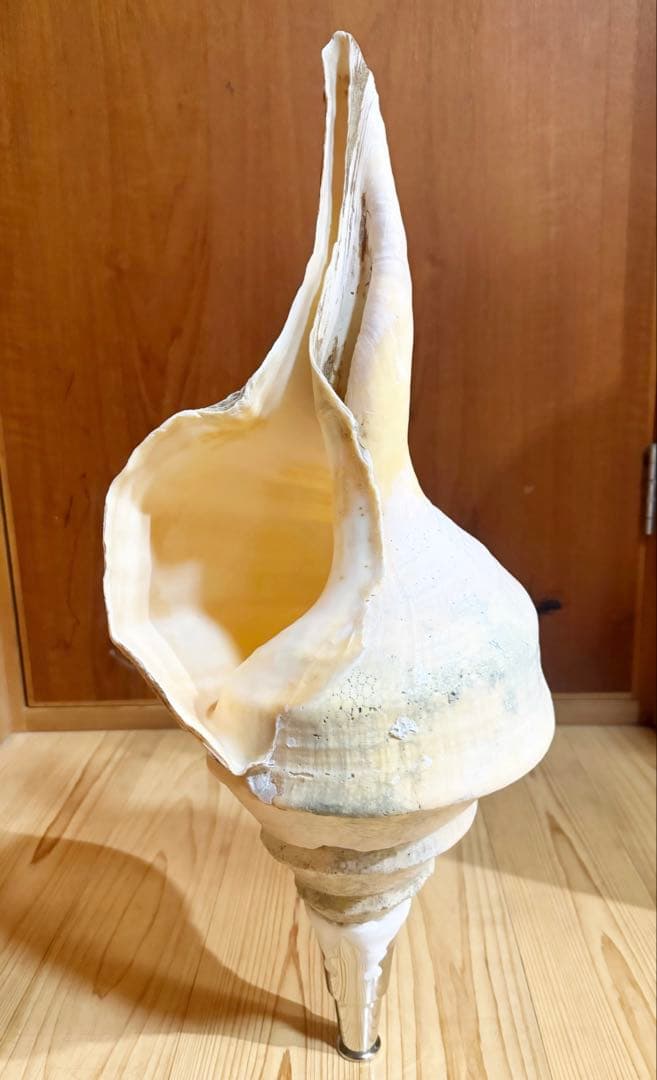 特大肉厚54.5㎝アラフラオオニシ法螺貝　ほら貝　ホラガイ❣️