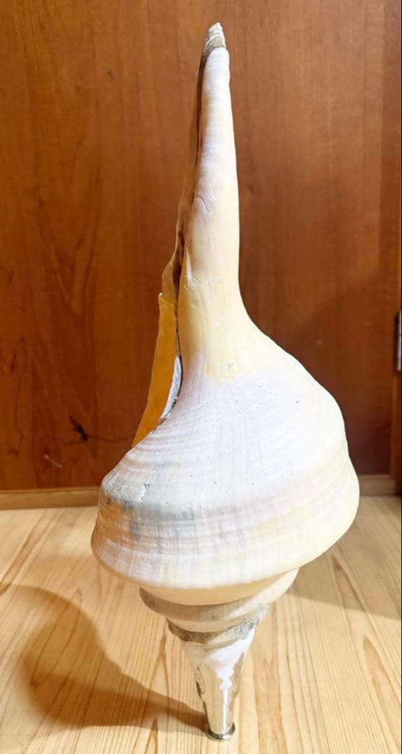 特大肉厚54.5㎝アラフラオオニシ法螺貝　ほら貝　ホラガイ❣️