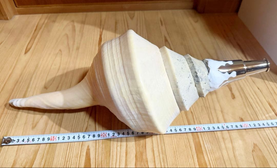 特大肉厚54.5㎝アラフラオオニシ法螺貝　ほら貝　ホラガイ❣️