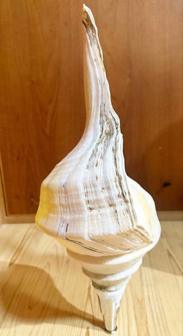 特大肉厚54.5㎝アラフラオオニシ法螺貝　ほら貝　ホラガイ❣️