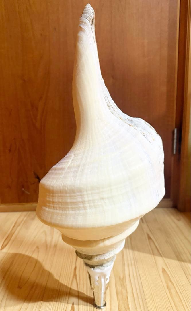 特大肉厚54.5㎝アラフラオオニシ法螺貝　ほら貝　ホラガイ❣️