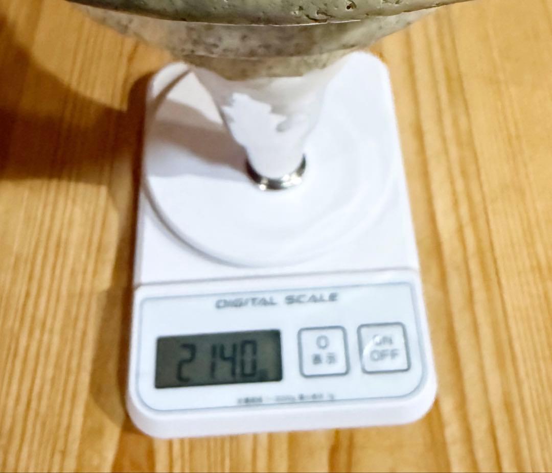 特大肉厚54.5㎝アラフラオオニシ法螺貝　ほら貝　ホラガイ❣️