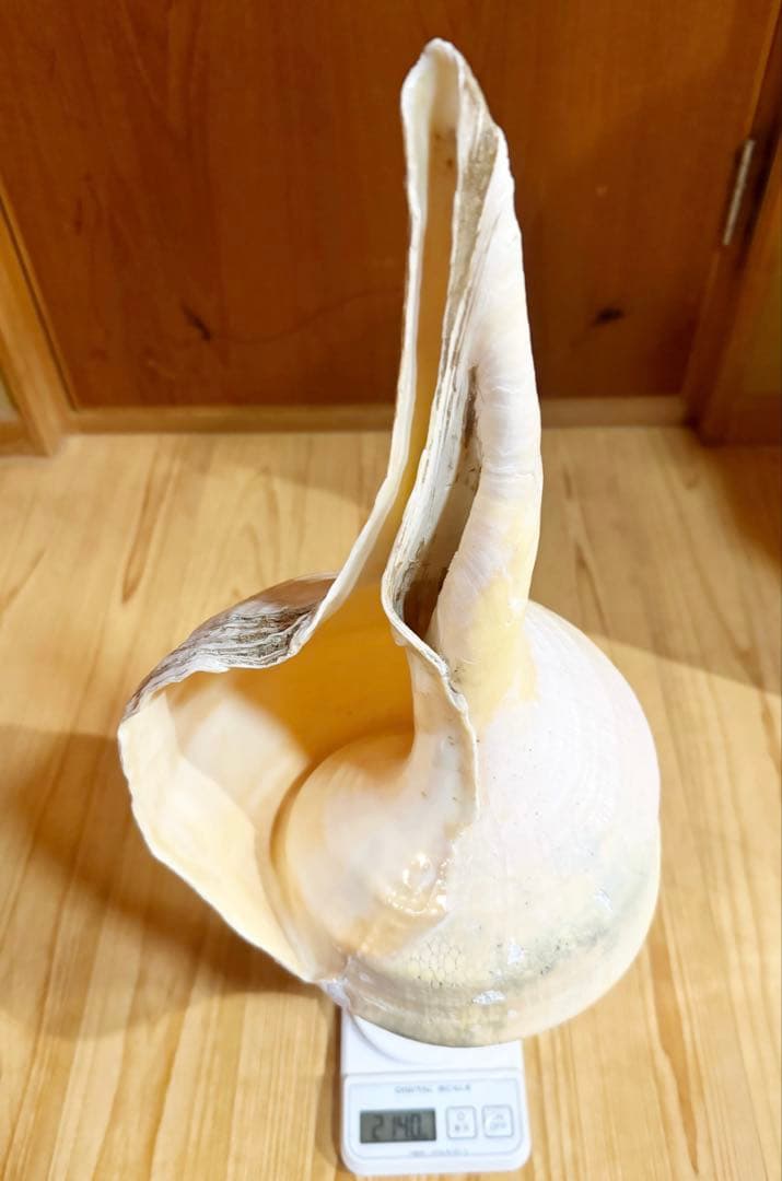 特大肉厚54.5㎝アラフラオオニシ法螺貝　ほら貝　ホラガイ❣️