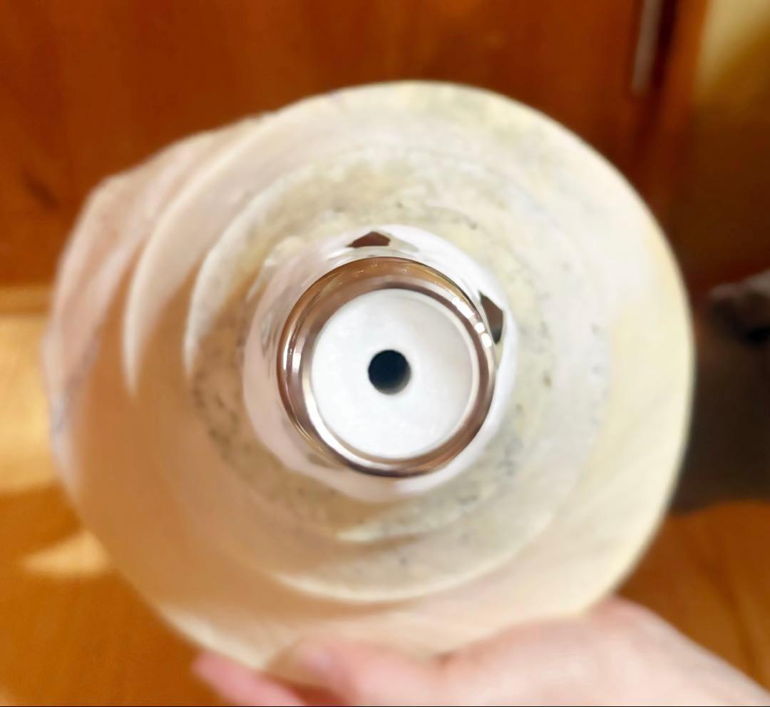 特大肉厚54.5㎝アラフラオオニシ法螺貝　ほら貝　ホラガイ❣️