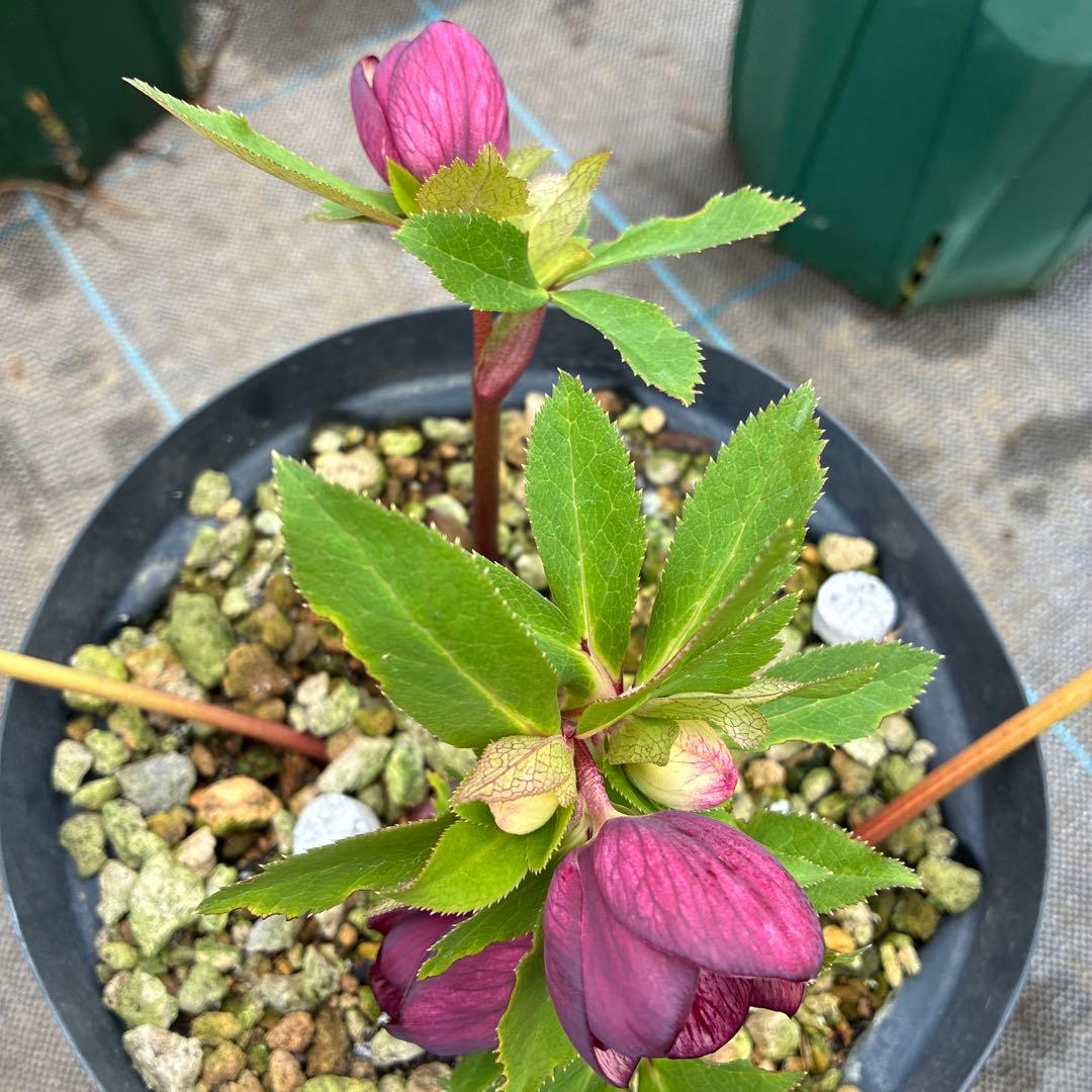 クリスマスローズ　レッドネオン　６寸 優良株