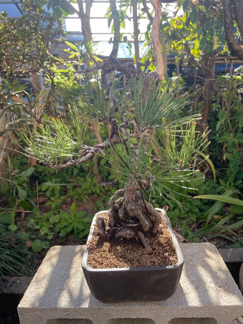 山採り黒松盆栽