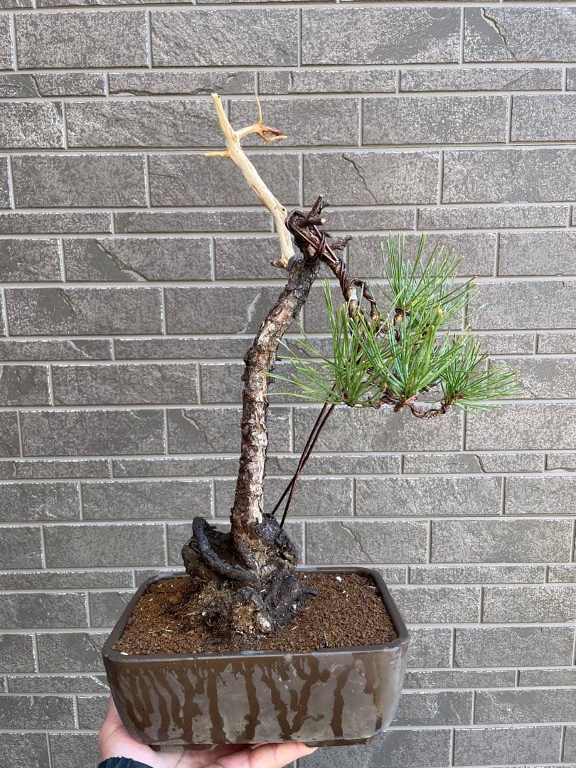 山採り黒松盆栽