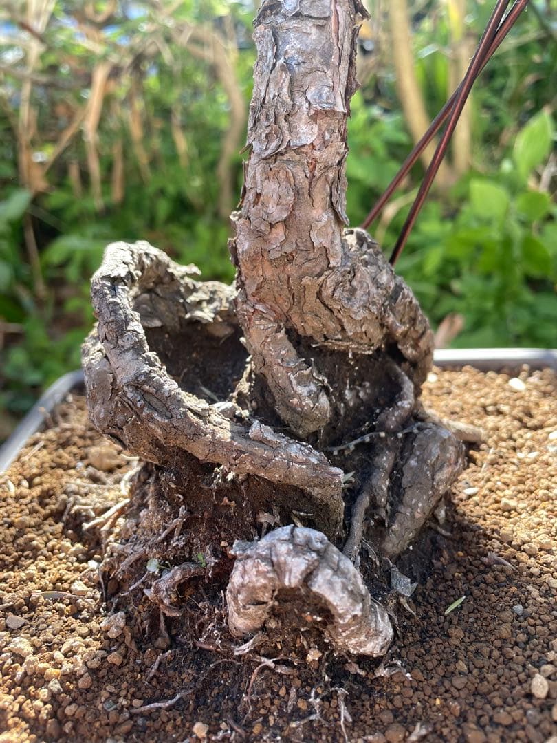 山採り黒松盆栽