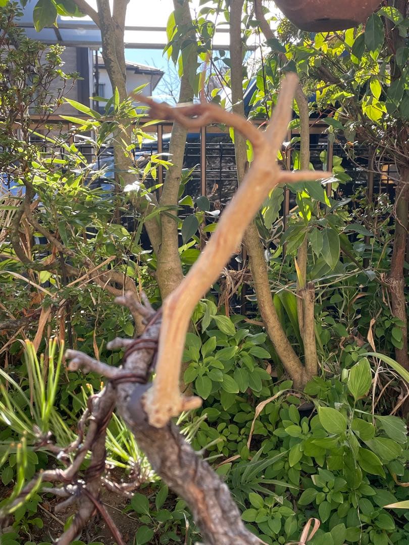 山採り黒松盆栽